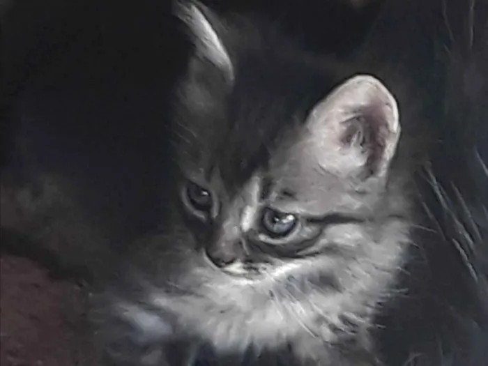 Gato raça Indeterminada  idade Abaixo de 2 meses nome Jade 