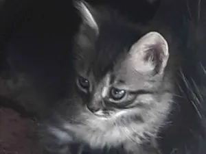 Gato raça Indeterminada  idade Abaixo de 2 meses nome Jade 