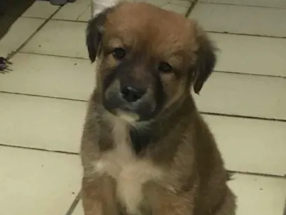 Cachorro raça SRD-ViraLata idade 2 a 6 meses nome bob e estrelinha