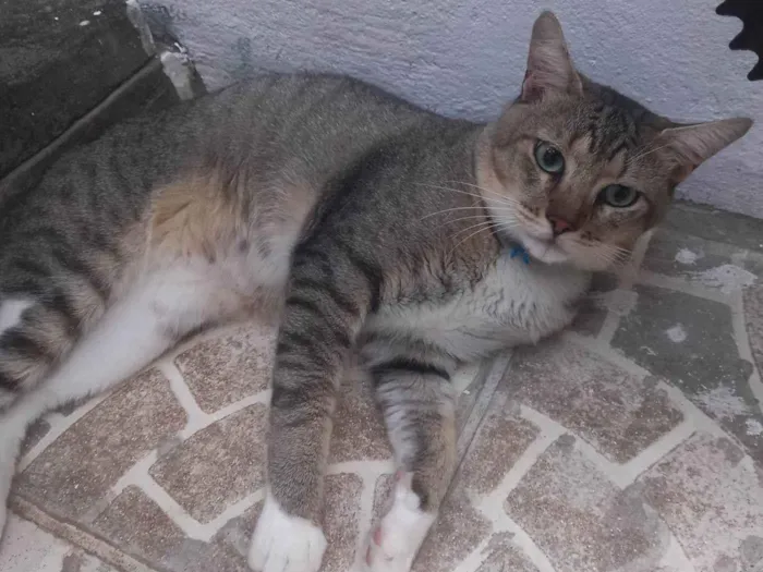 Gato ra a SRD-ViraLata idade 2 anos nome Chuvisco 