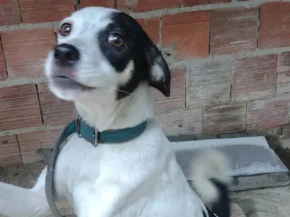 Cachorro raça SRD-ViraLata idade 3 anos nome Florzinha 