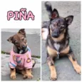 PIÑA