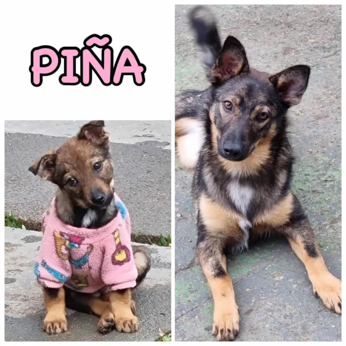 Cachorro ra a SRD idade 1 ano nome PIÑA