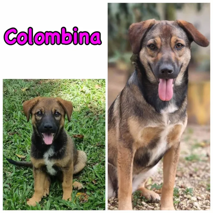 Cachorro ra a SRD idade 2 anos nome COLOMBINA
