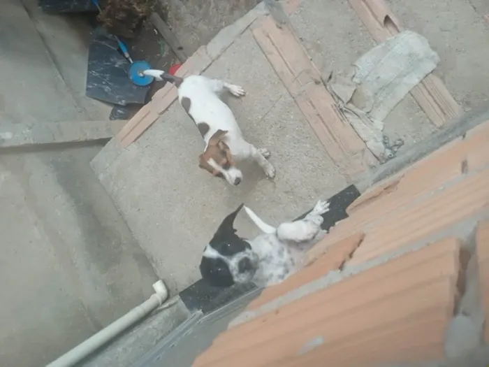 Cachorro ra a SRD-ViraLata idade Abaixo de 2 meses nome Spaike