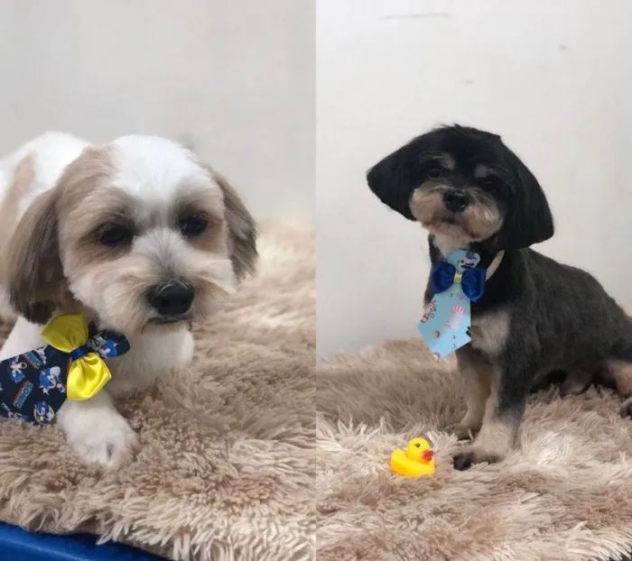 Cachorro ra a Lhasa Apso idade 2 anos nome Scooby e Thor 