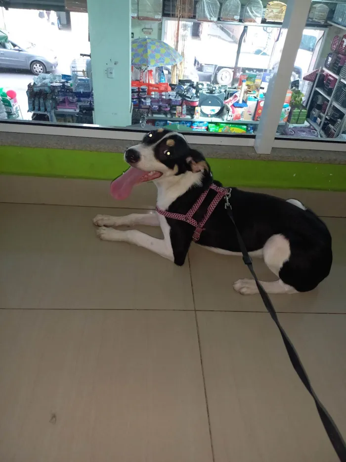 Cachorro ra a SRD-ViraLata idade 7 a 11 meses nome Cachorro