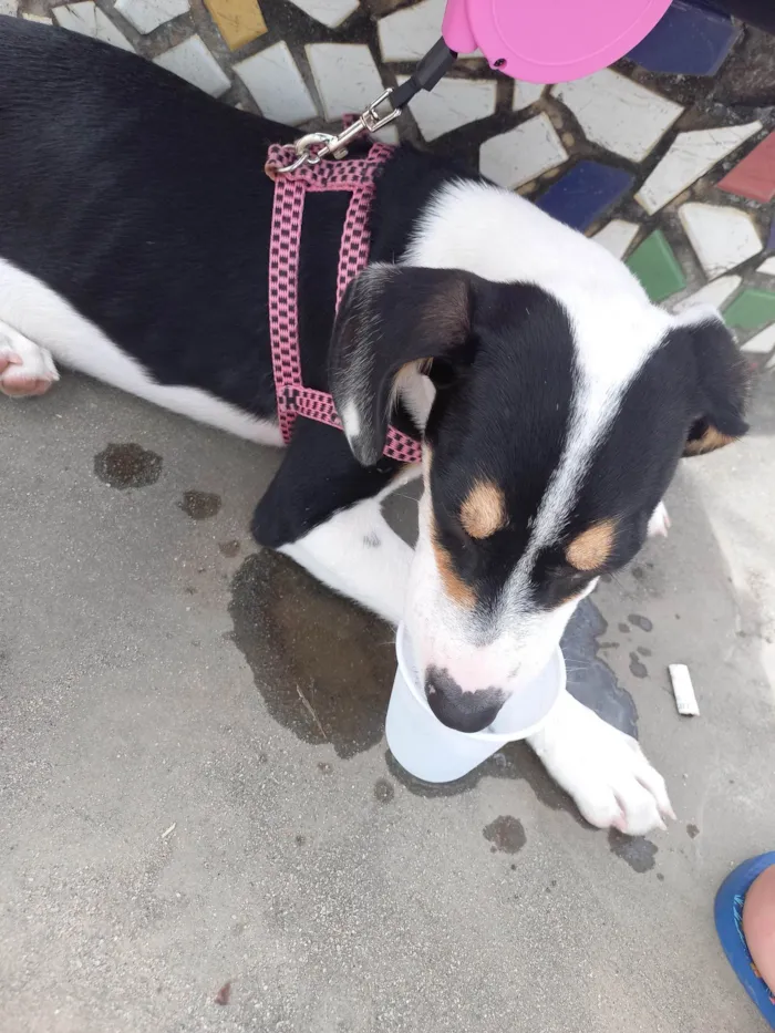 Cachorro ra a SRD-ViraLata idade 7 a 11 meses nome Cachorro