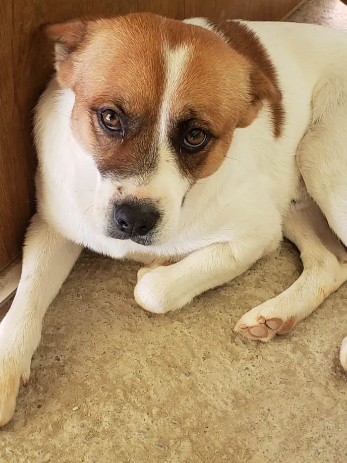 Cachorro ra a Viralata / eurazer idade 2 anos nome Rodolfo 