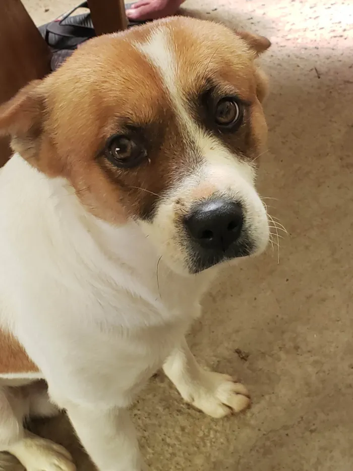 Cachorro ra a Viralata / eurazer idade 2 anos nome Rodolfo 