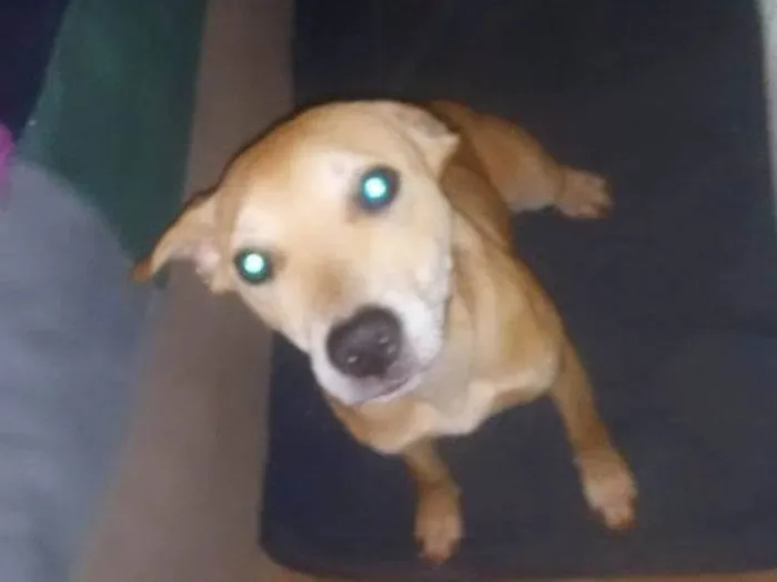 Cachorro ra a SRD-ViraLata idade 1 ano nome Belinha