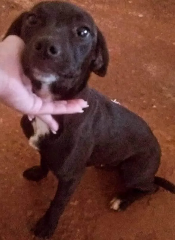 Cachorro ra a SRD-ViraLata idade 1 ano nome Mel