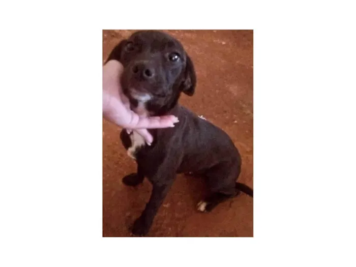 Cachorro ra a SRD-ViraLata idade 1 ano nome Mel