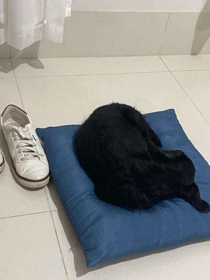 Cachorro ra a SRD-ViraLata idade 2 a 6 meses nome Elvis 