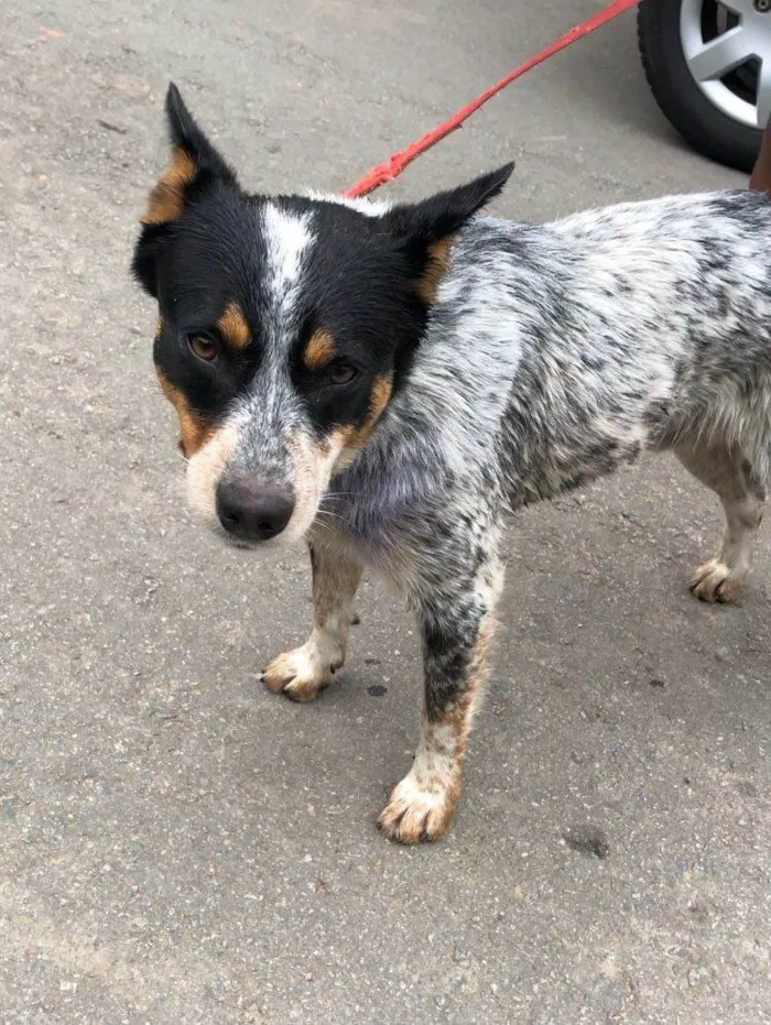 Cachorro ra a Pastor Australiano idade 1 ano nome Blue