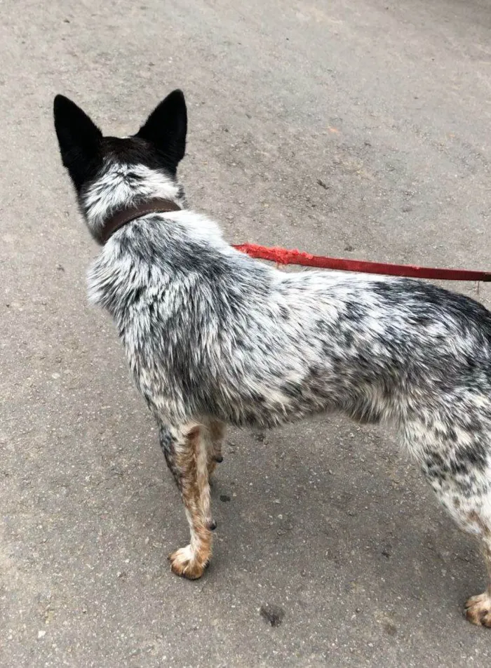 Cachorro ra a Pastor Australiano idade 1 ano nome Blue