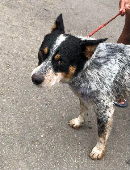 Cachorro ra a Pastor Australiano idade 1 ano nome Blue