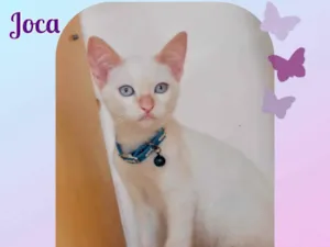 Gato raça Srd idade 2 a 6 meses nome Joca