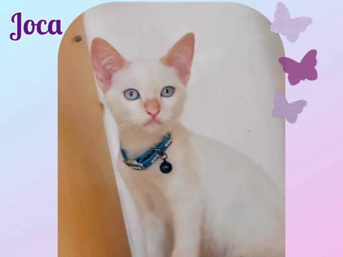 Gato raça Srd idade 2 a 6 meses nome Joca