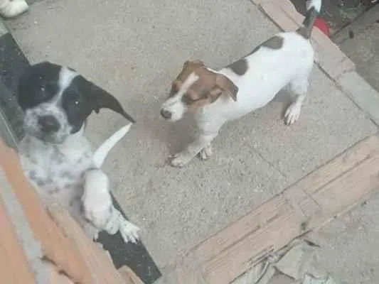 Cachorro ra a SRD-ViraLata idade Abaixo de 2 meses nome Spaike