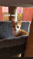 Gato raça Amarelim idade 2 a 6 meses nome Thomas (TÔ)