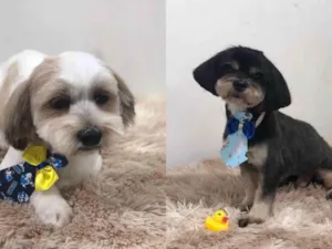 Cachorro raça Lhasa Apso idade 2 anos nome Scooby e Thor 