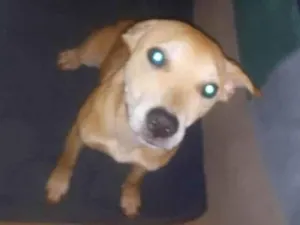 Cachorro raça SRD-ViraLata idade 1 ano nome Belinha