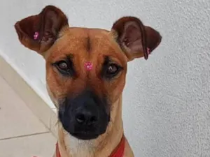 Cachorro raça SRD-ViraLata idade 1 ano nome Não tem nome