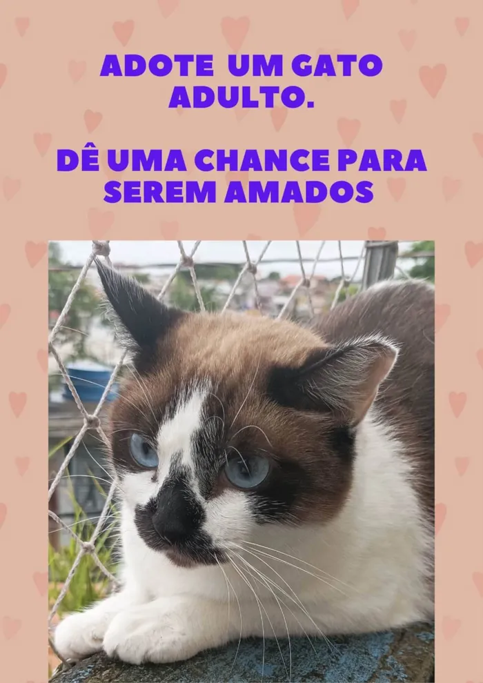 Gato raça Sem raca idade 2 anos nome Sol