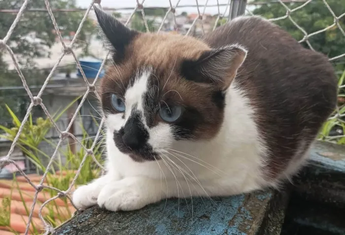 Gato raça Sem raca idade 2 anos nome Sol