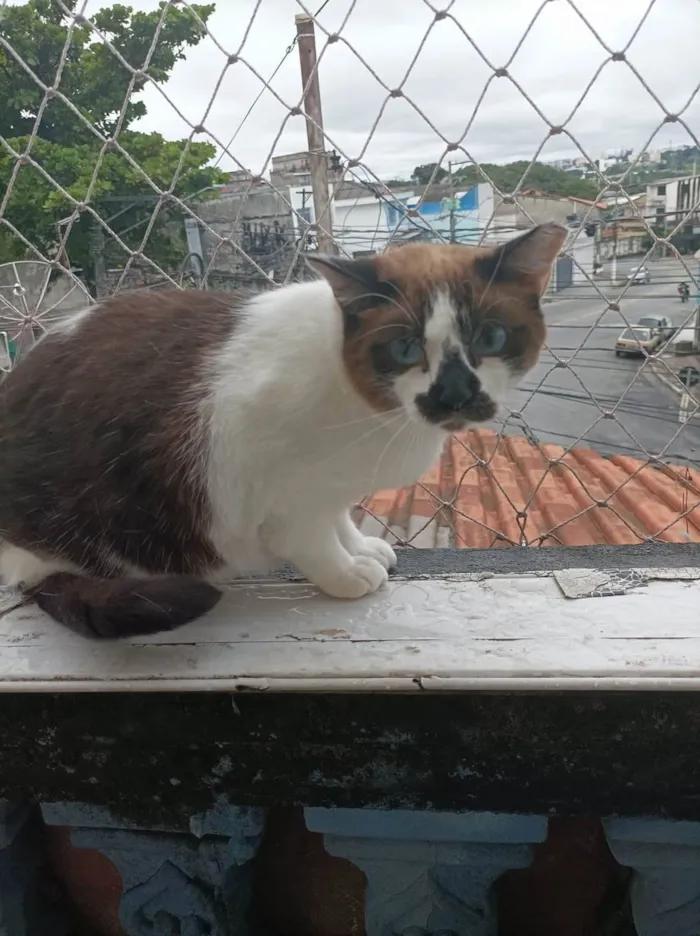 Gato raça Sem raca idade 2 anos nome Sol