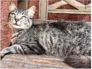 Gato raça Tigrinha idade 7 a 11 meses nome Ritoula