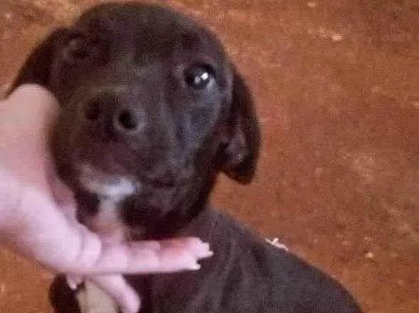 Cachorro ra a SRD-ViraLata idade 1 ano nome Mel