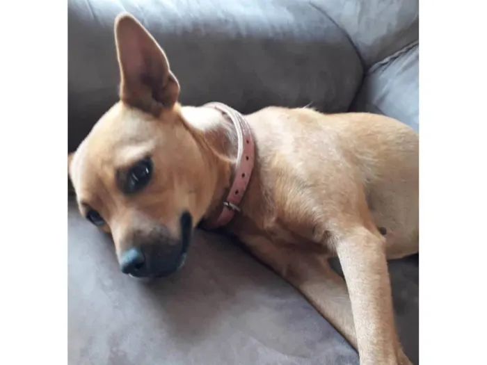 Cachorro ra a SRD-ViraLata idade 1 ano nome Não tem  nome