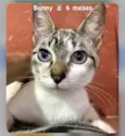 Gato raça Linda idade 2 a 6 meses nome Bunny