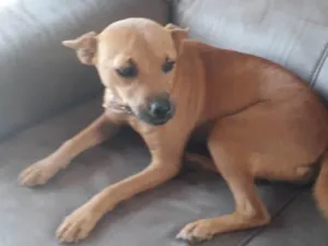 Cachorro raça SRD-ViraLata idade 1 ano nome Não tem  nome