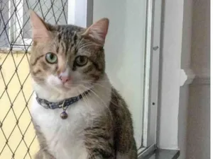 Gato raça SRD-ViraLata idade 2 anos nome ALECRIM