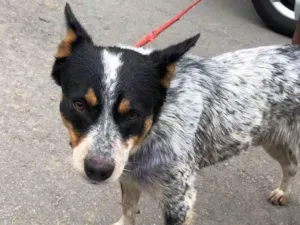 Cachorro raça Pastor Australiano idade 1 ano nome Blue