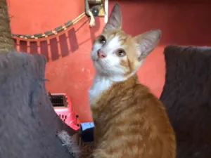 Gato raça Amarelim idade 2 a 6 meses nome Thomas (TÔ)