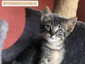 Gato raça Tigrado idade 2 a 6 meses nome Tigrinho