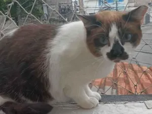 Gato raça Sem raca idade 2 anos nome Sol