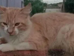Gato raça SRD-ViraLata idade 3 anos nome Não tem nome