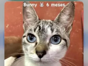 Gato raça Linda idade 2 a 6 meses nome Bunny