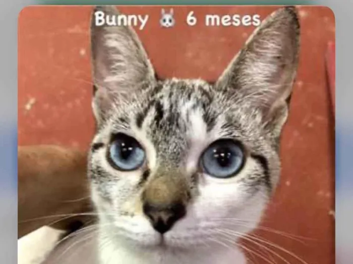 Gato raça Linda idade 2 a 6 meses nome Bunny
