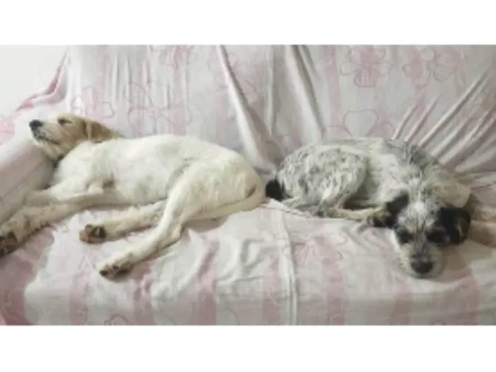 Cachorro raça Lindos idade 7 a 11 meses nome Roger & Rabbit