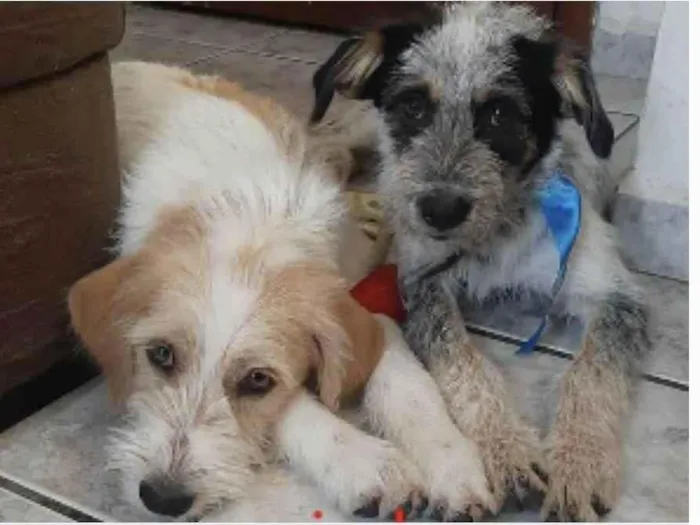 Cachorro raça Lindos idade 7 a 11 meses nome Roger & Rabbit