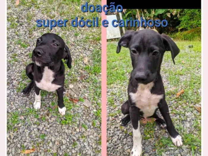 Cachorro ra a Labrador com SRD idade 2 a 6 meses nome Não tem nome