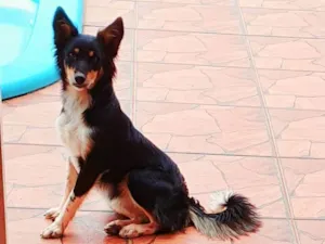Cachorro raça SRD-ViraLata idade 3 anos nome Katy