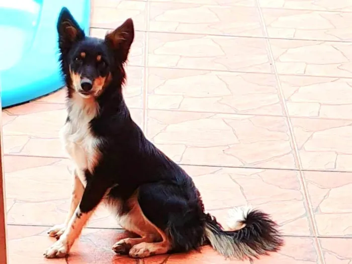 Cachorro ra a SRD-ViraLata idade 3 anos nome Katy