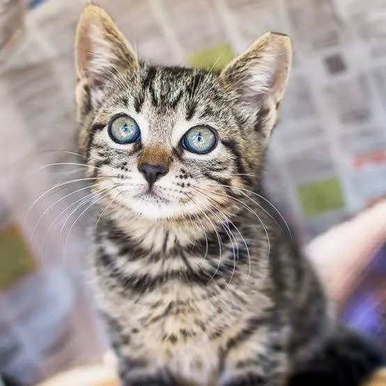 Gato ra a SRD-ViraLata idade 2 a 6 meses nome Mel
